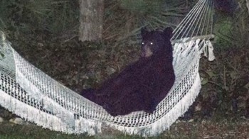 dnt-bear-in-a-hammock.jpg